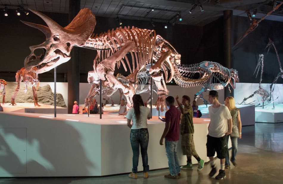 Five people stand next to a Triceratops skeleton