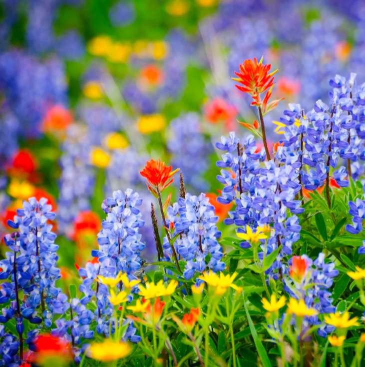 Wildflower Day Brazos Valley Museum of Natural History